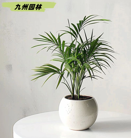 袖珍椰子