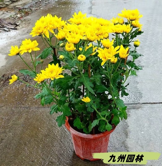 黃菊