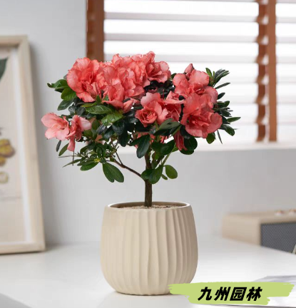 杜鵑