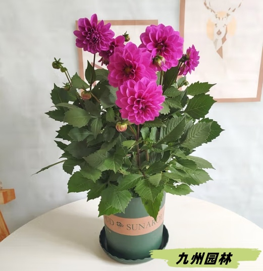 大麗花